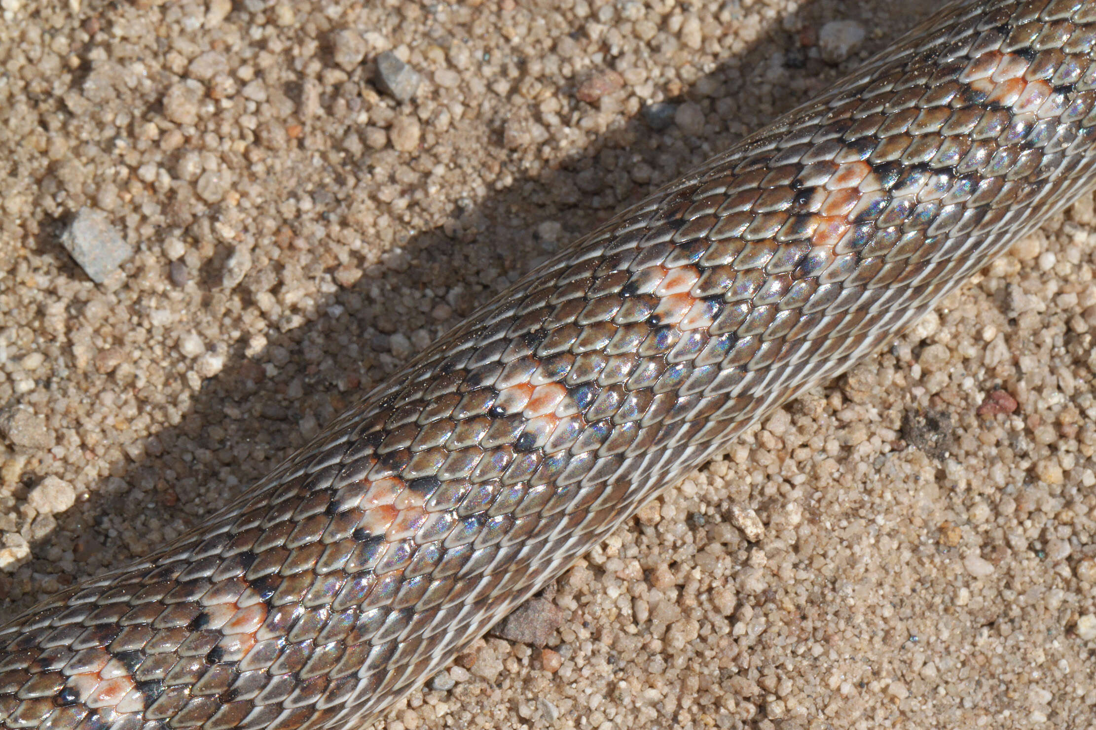 Image of Glossy Snakes