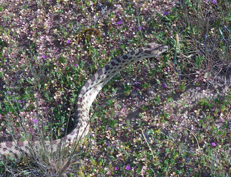 Image of Pacific gopher snake