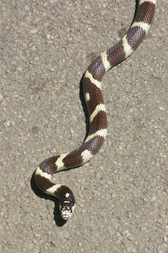 Image of Common Kingsnake