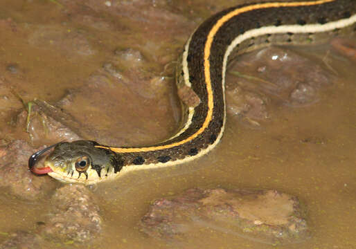 Image of Blackneck Garter Snake