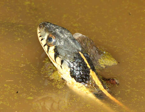 Image of Blackneck Garter Snake