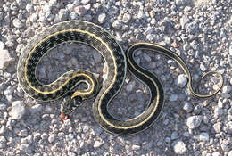 Image of Blackneck Garter Snake