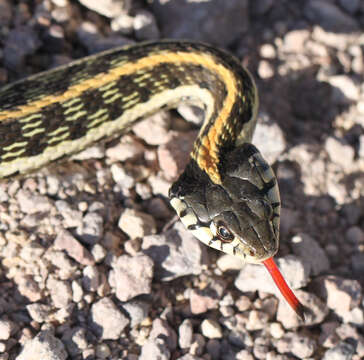 Image of Blackneck Garter Snake