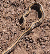 Image of Western Patch-nosed Snake