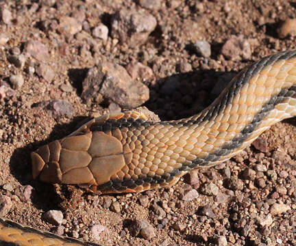 Image of Western Patch-nosed Snake