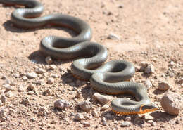 Image of Ring-necked Snake