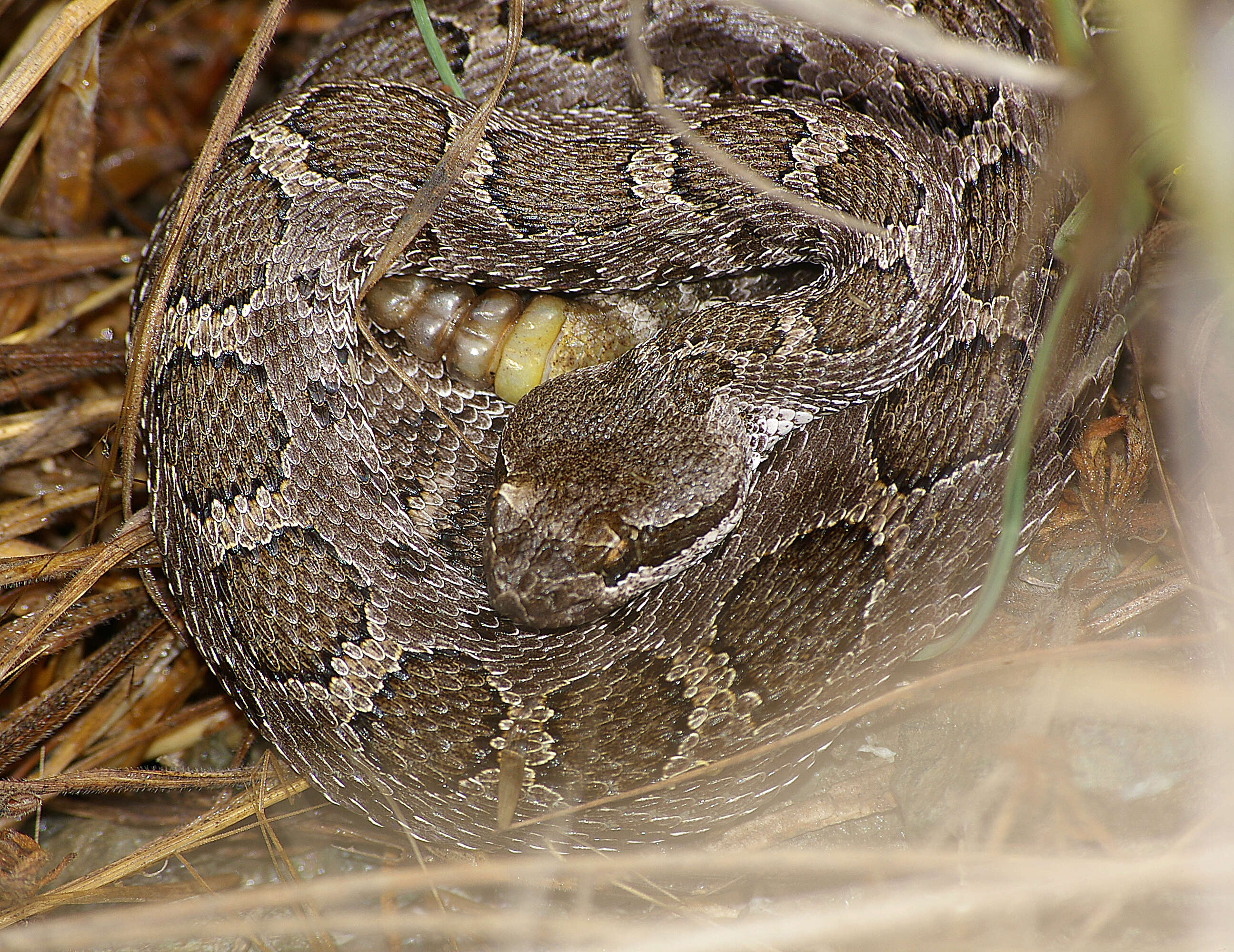 Image of Northern Pacific Rattlesnake