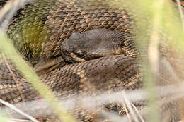 Image of Northern Pacific Rattlesnake