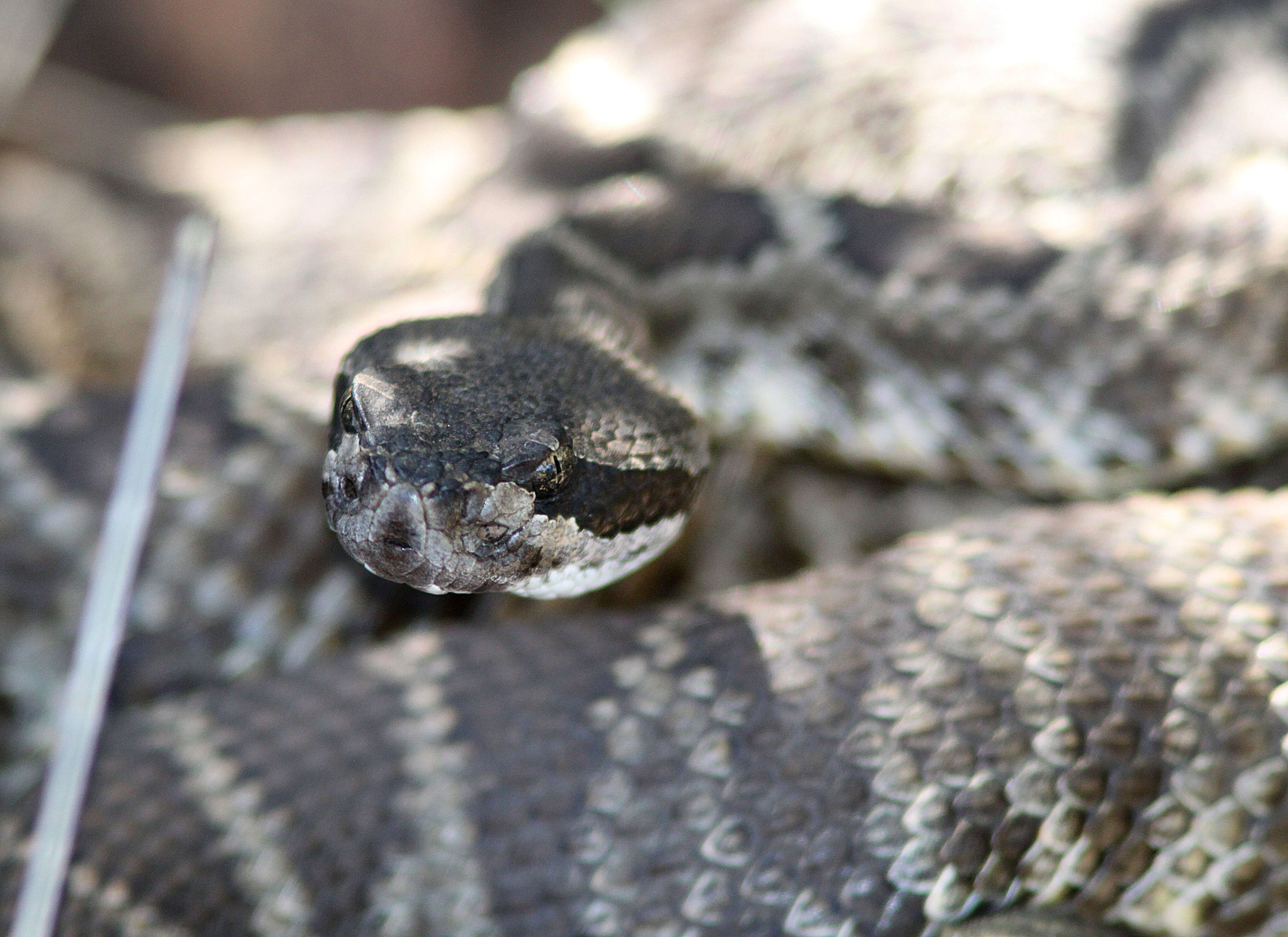 Image of Northern Pacific Rattlesnake