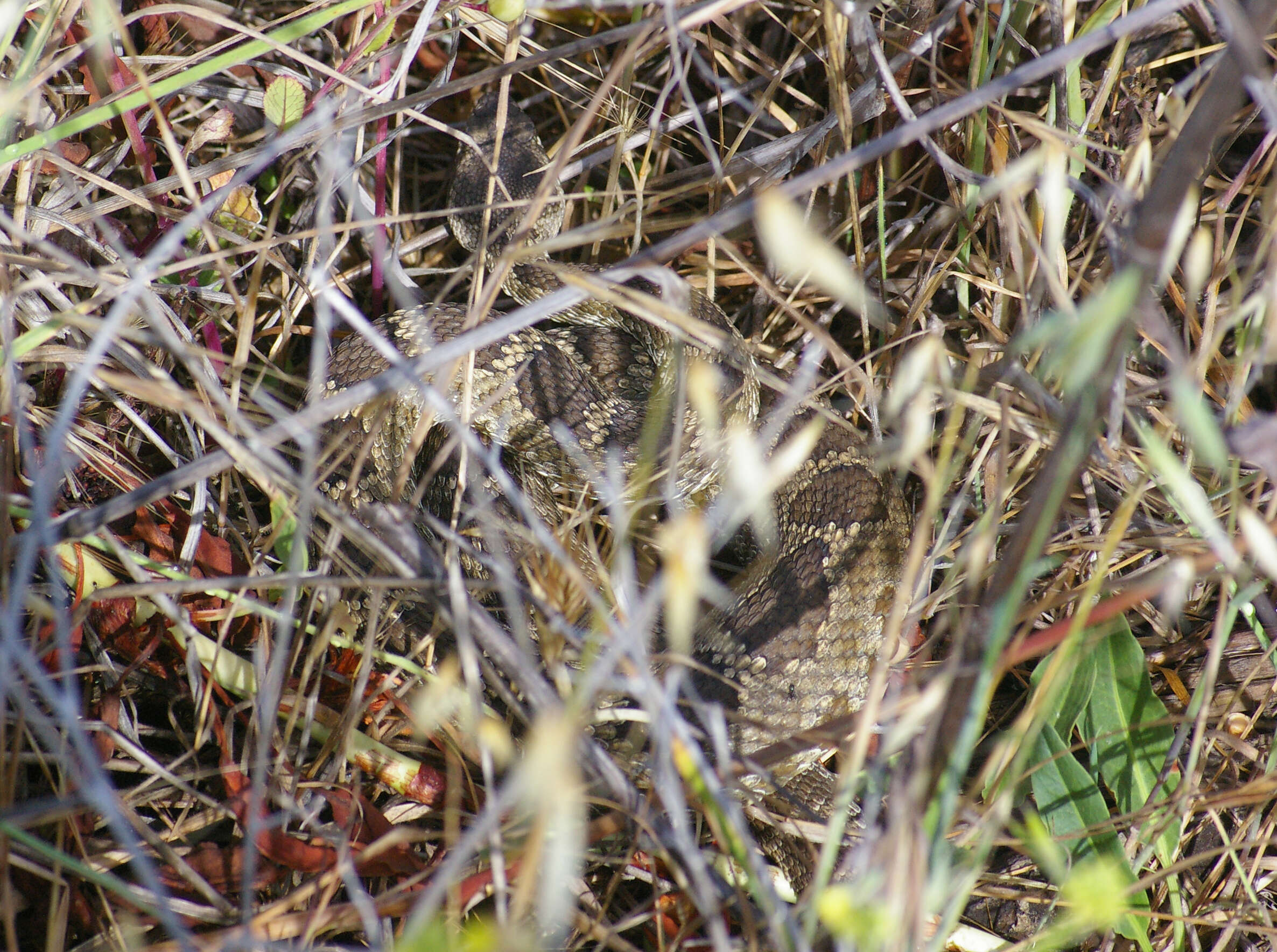 Image of Northern Pacific Rattlesnake