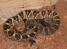 Image of Blacktail Rattlesnake