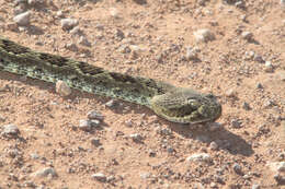 Image of Mohave Rattlesnake