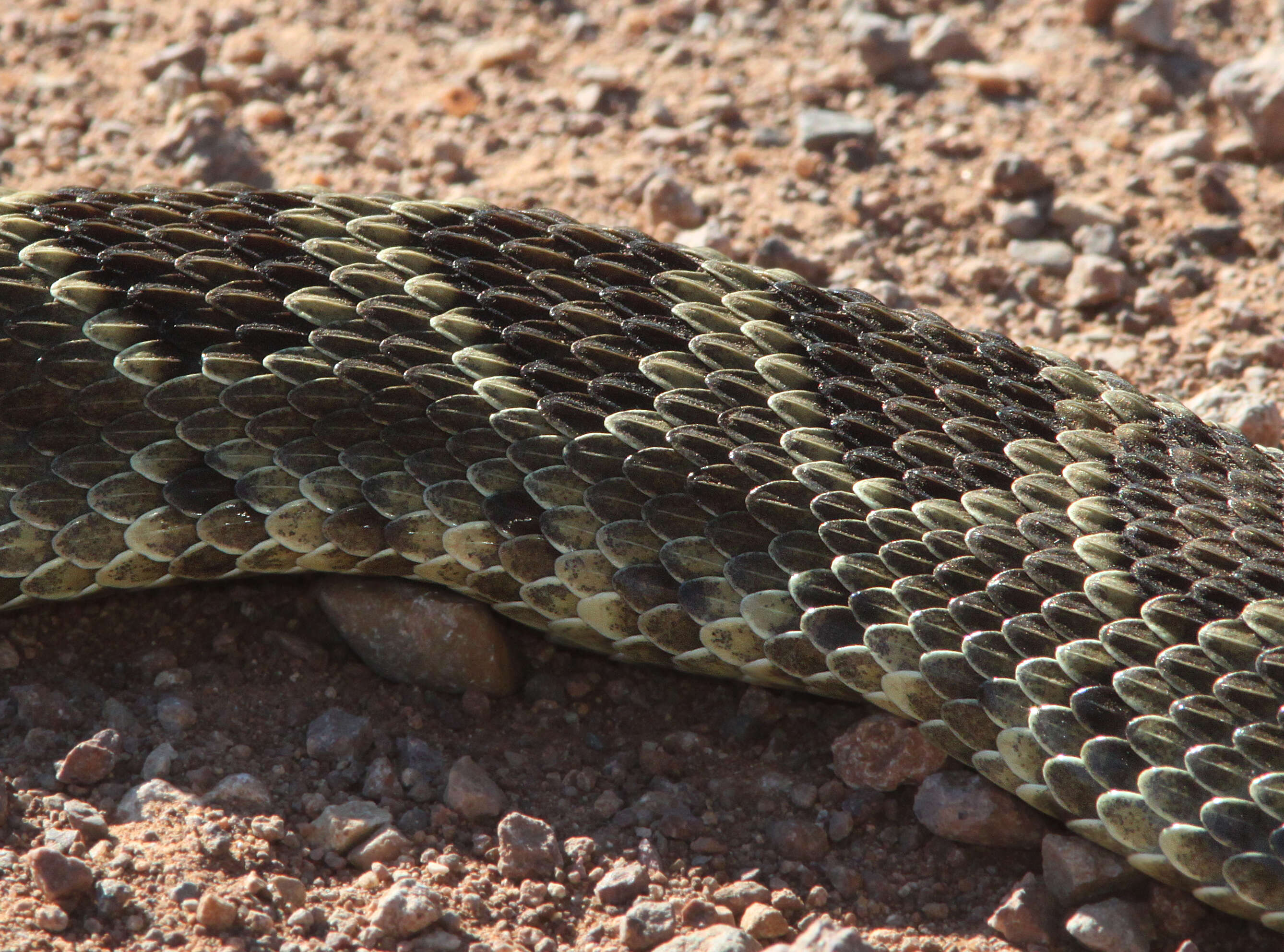 Image of Mohave Rattlesnake