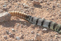 Image of Mohave Rattlesnake