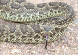 Image of Mohave Rattlesnake