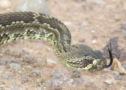 Image of Mohave Rattlesnake