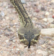 Image of Mohave Rattlesnake