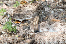 Image of Western Diamond-backed Rattlesnake