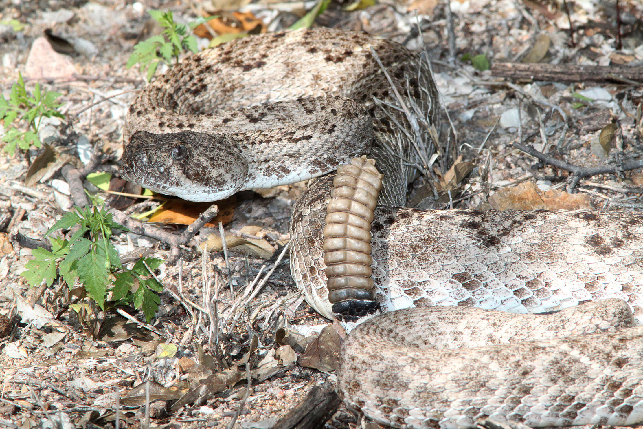 Image of Western Diamond-backed Rattlesnake