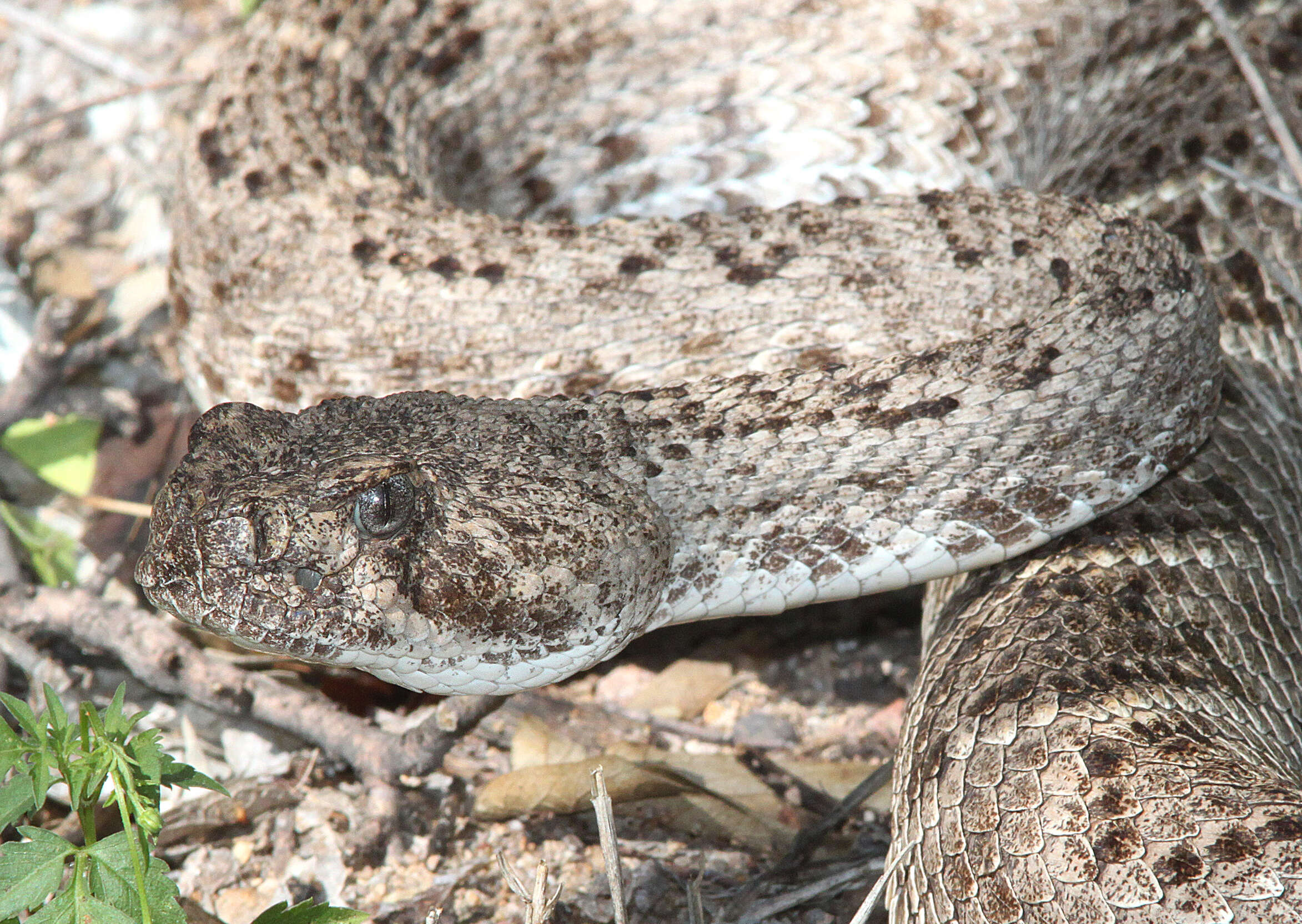 Image of Western Diamond-backed Rattlesnake