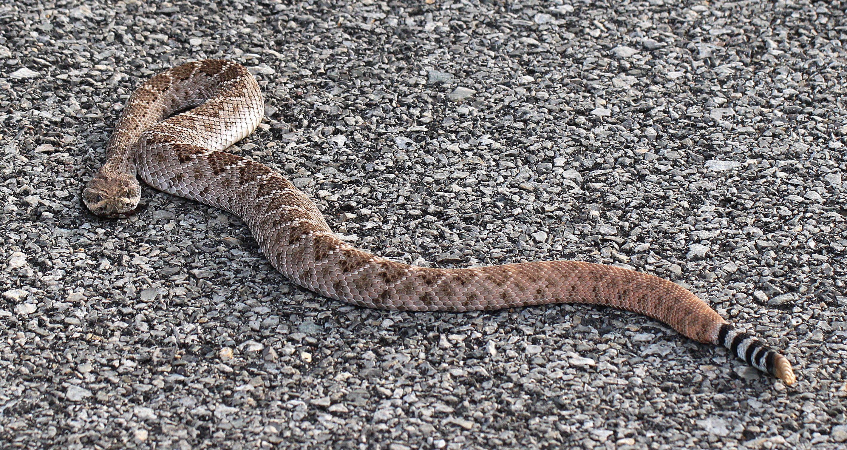 Image of Western Diamond-backed Rattlesnake