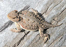 Image of Greater Short-horned Lizard