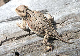 Image of Greater Short-horned Lizard