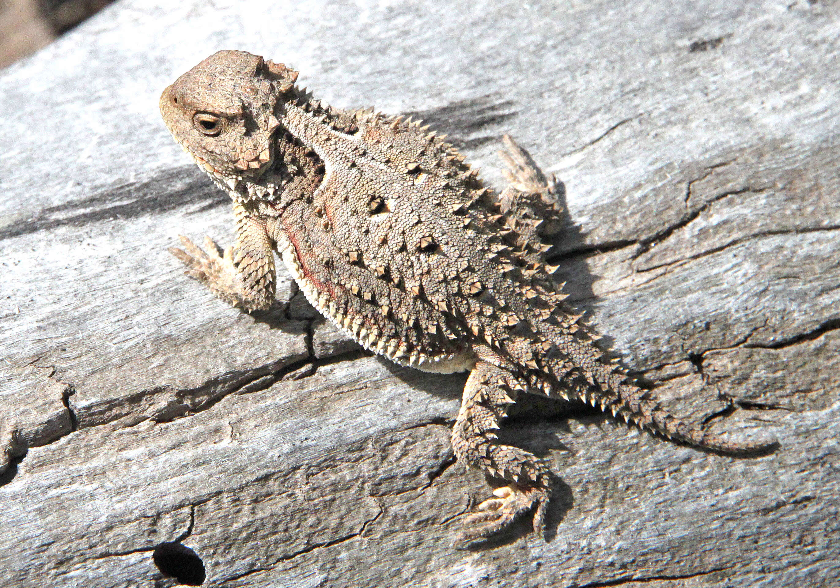 Image of Greater Short-horned Lizard