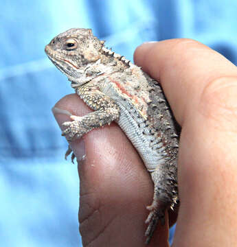 Image of Greater Short-horned Lizard