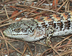 Image of Southern Alligator Lizard