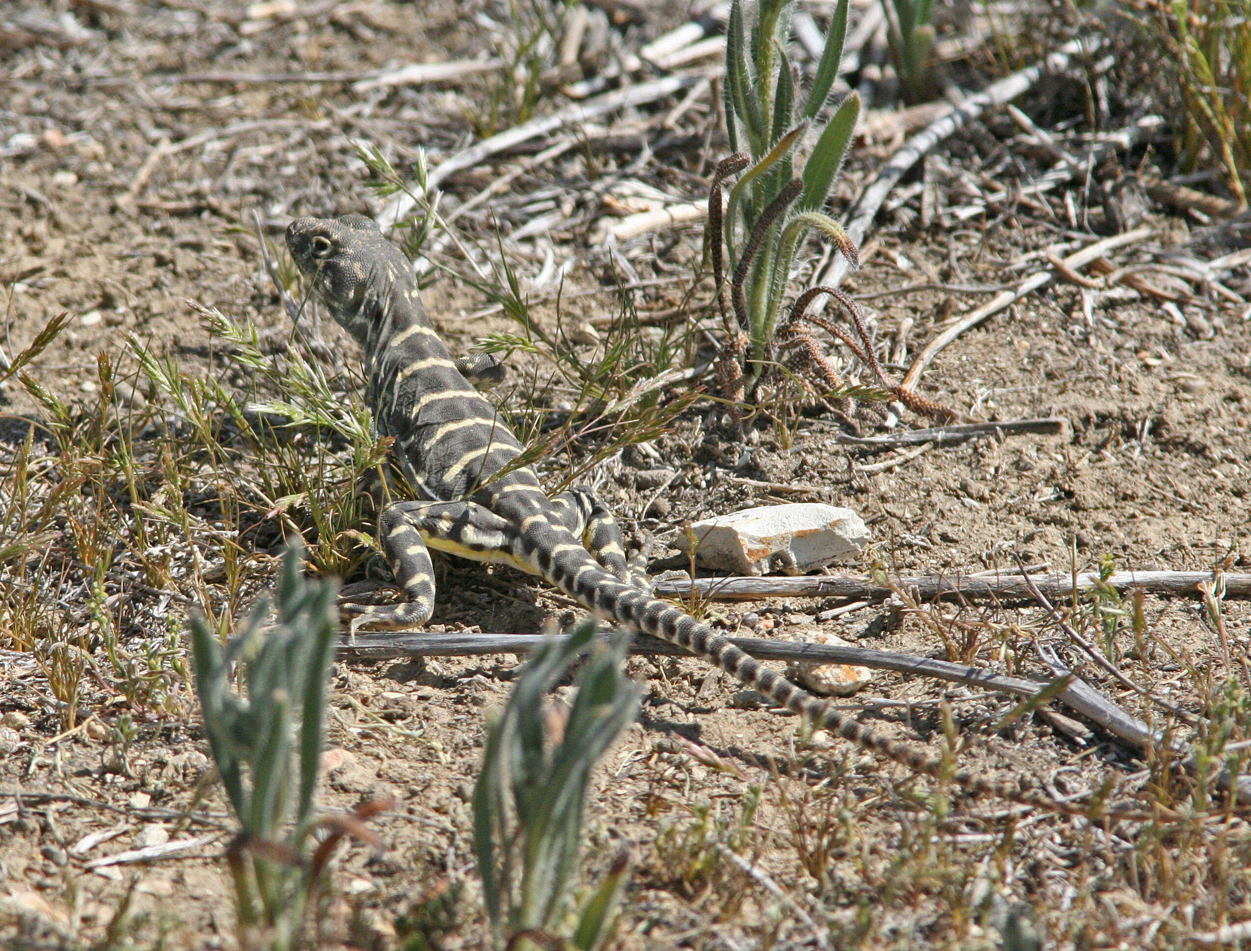 Image of Bluntnose Leopard Lizard