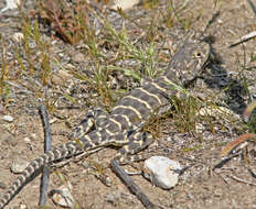 Image of Bluntnose Leopard Lizard