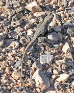 Image of Bluntnose Leopard Lizard