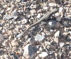 Image of Bluntnose Leopard Lizard