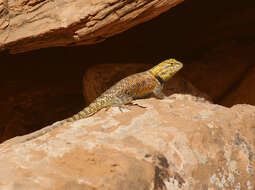 Image of Desert Spiny Lizard