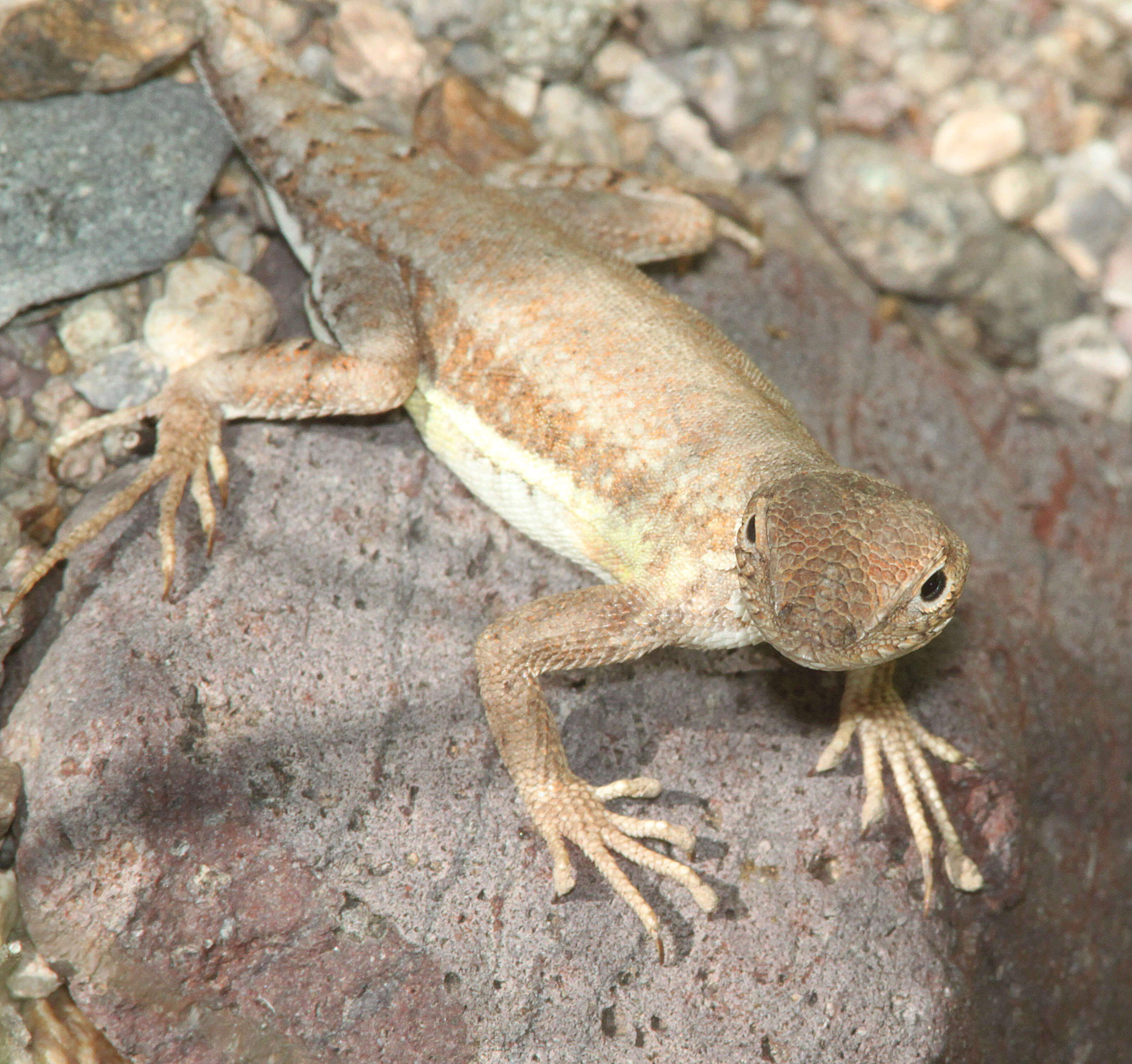 Image of Elegant Earless Lizard