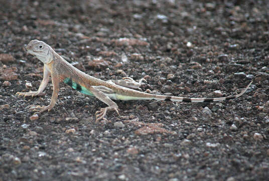 Image of Zebratail lizards