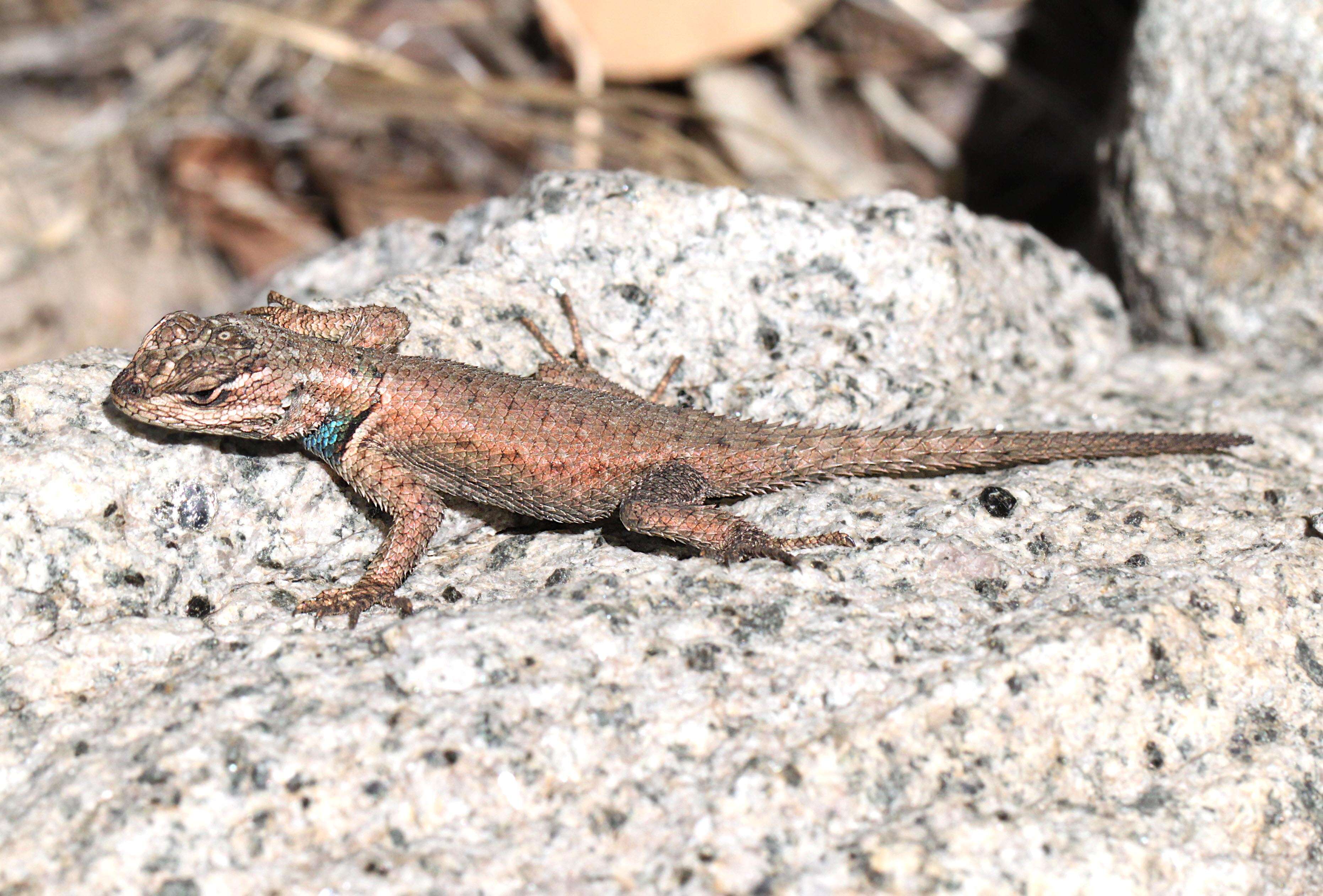 Image of Desert Spiny Lizard