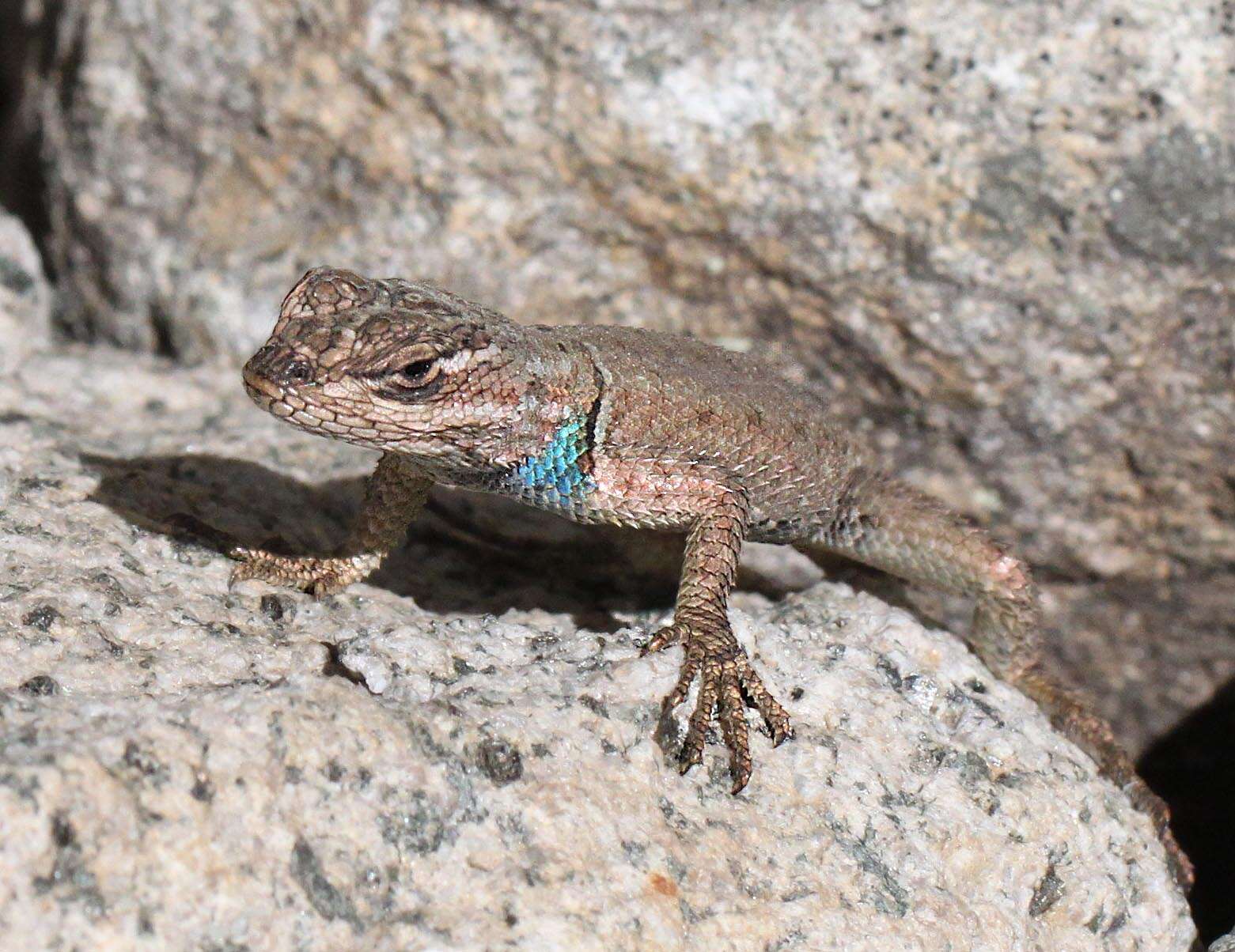 Image of Desert Spiny Lizard