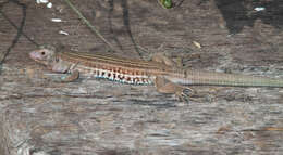 Image of Common Spotted Whiptail