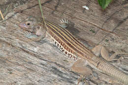 Image of Common Spotted Whiptail