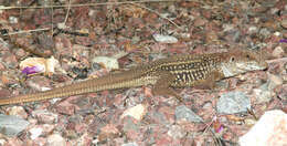 Image of Canyon Spotted Whiptail