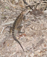 Image of Eastern Fence Lizard