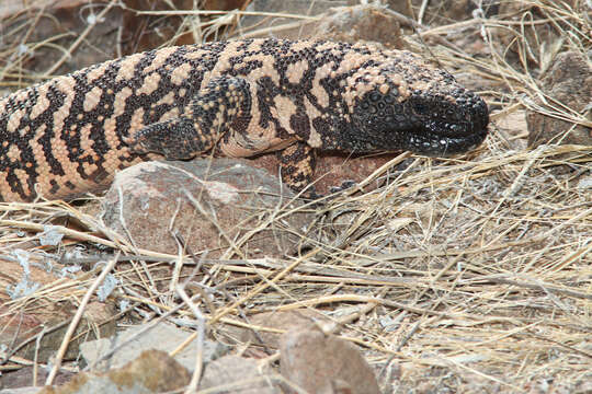 Image of Heloderma Wiegmann 1829