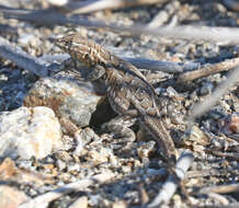 Image of common side-blotched lizard