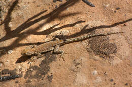 Image of Brush Lizard