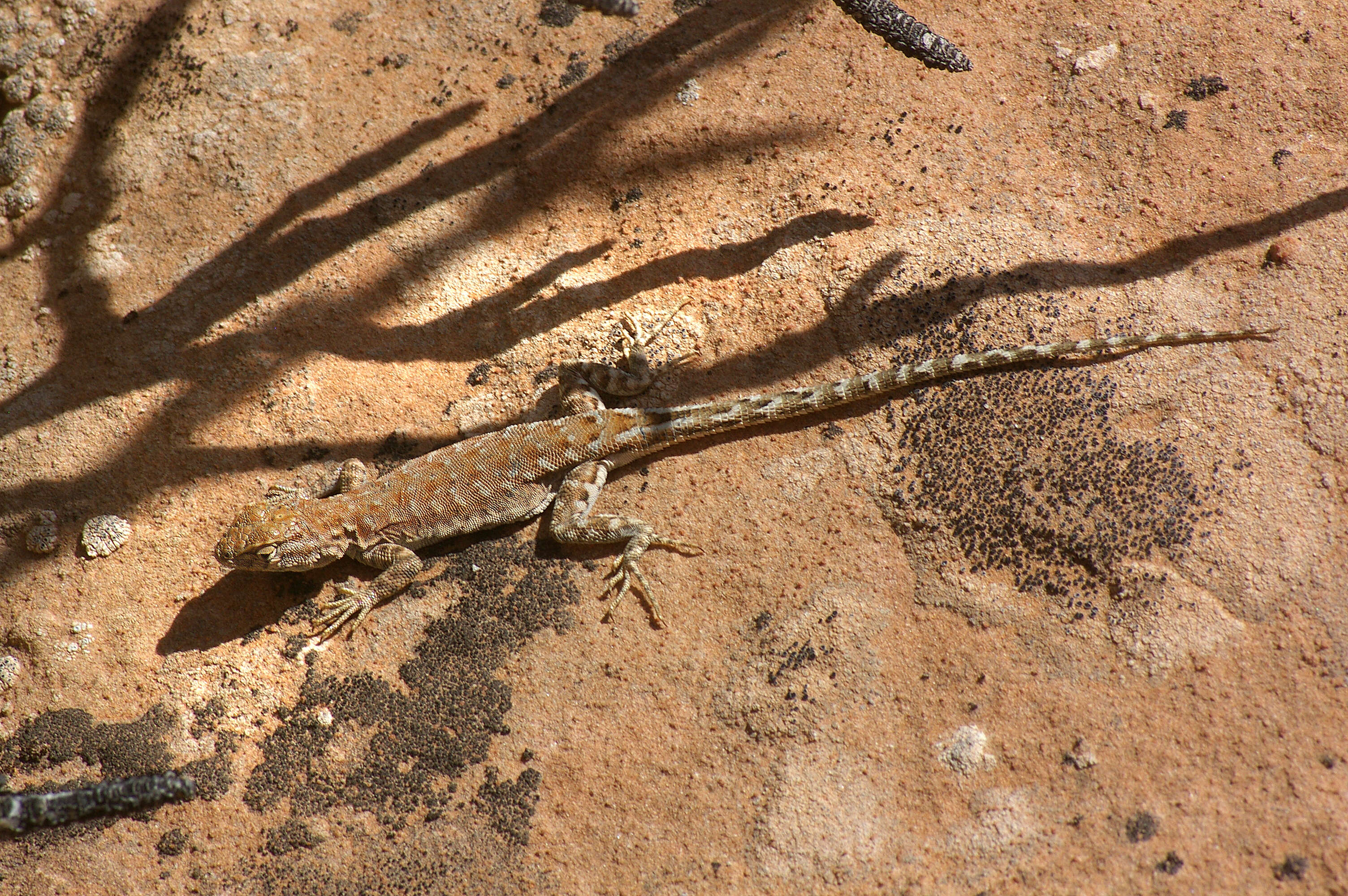 Image de Urosaurus graciosus Hallowell 1854