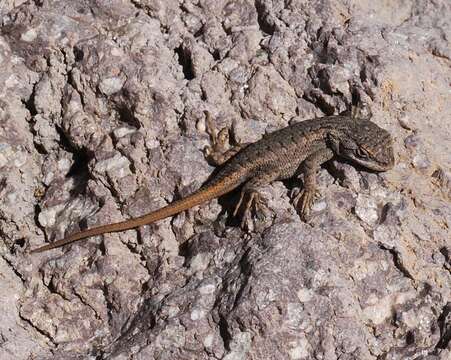 Image of Common Sagebrush Lizard