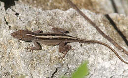 Image of Bahaman brown anole