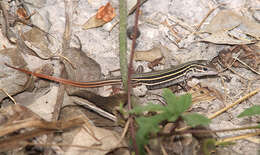 Image of Six-lined Racerunner